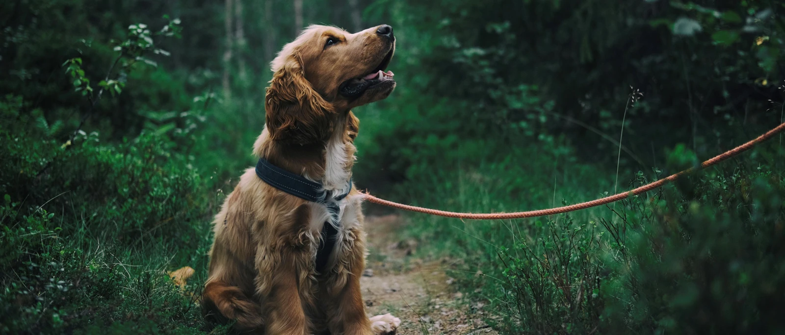 AlloPets original golden retriever hero photo.